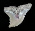 Fossil Tiger Shark Tooth - Aurora, NC #4167-1